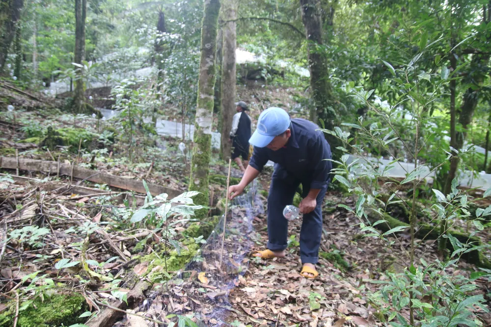 Mùa thu hoạch hạt sâm Ngọc Linh ảnh 8