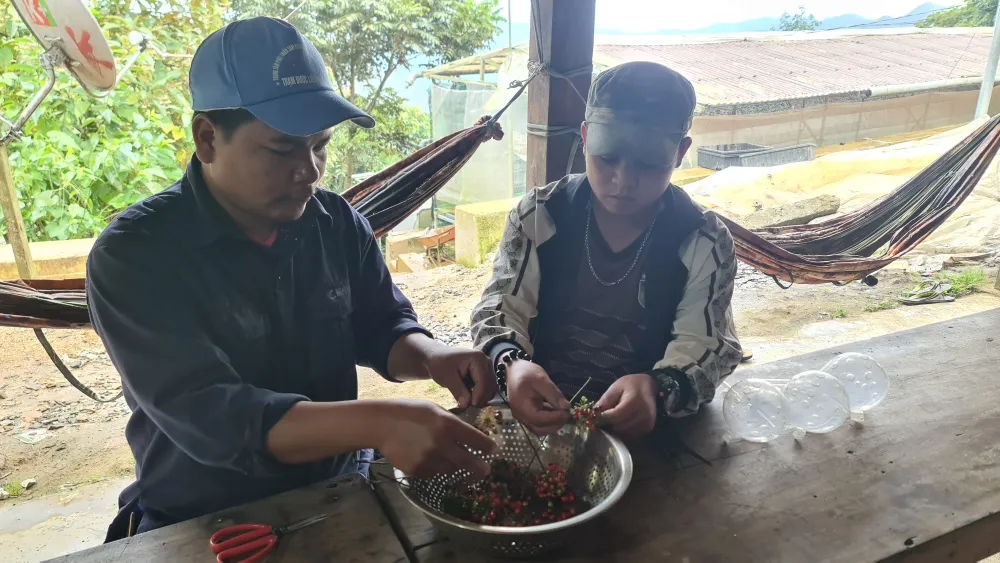 Mùa thu hoạch hạt sâm Ngọc Linh ảnh 11