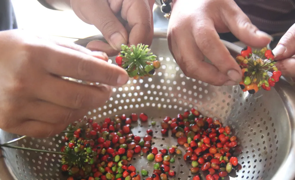 Mùa thu hoạch hạt sâm Ngọc Linh ảnh 12