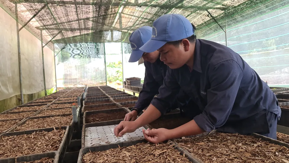 Mùa thu hoạch hạt sâm Ngọc Linh ảnh 13