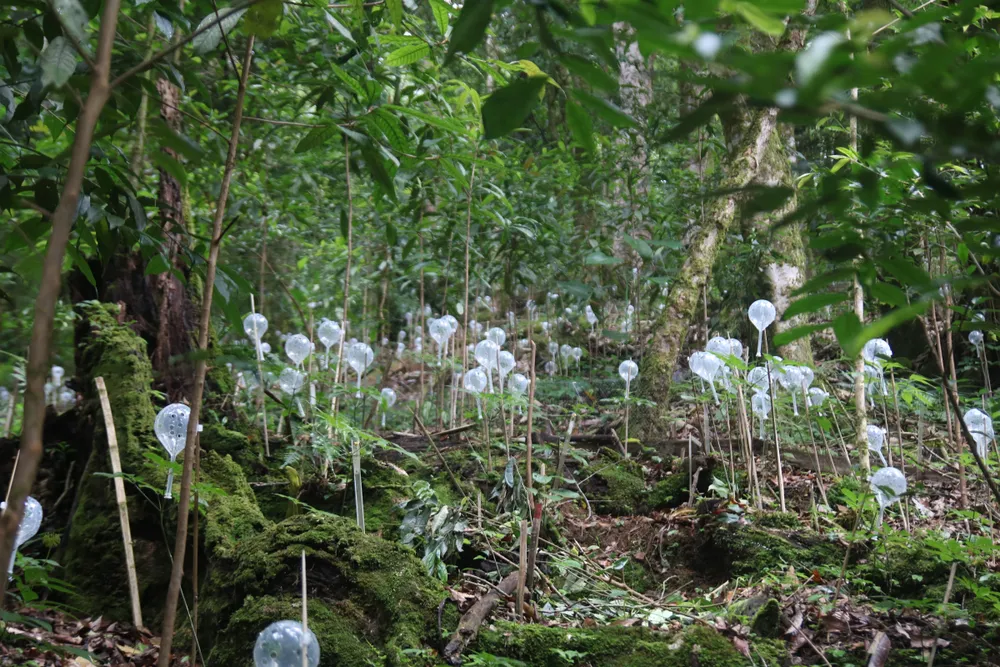 Mùa thu hoạch hạt sâm Ngọc Linh ảnh 3