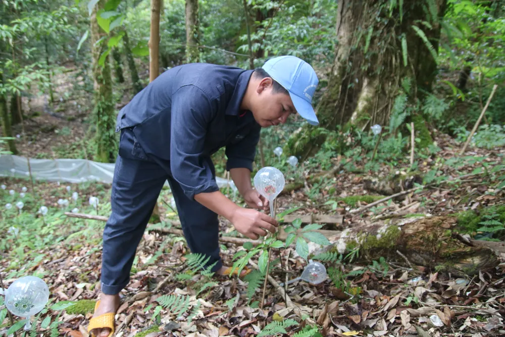 Mùa thu hoạch hạt sâm Ngọc Linh ảnh 6