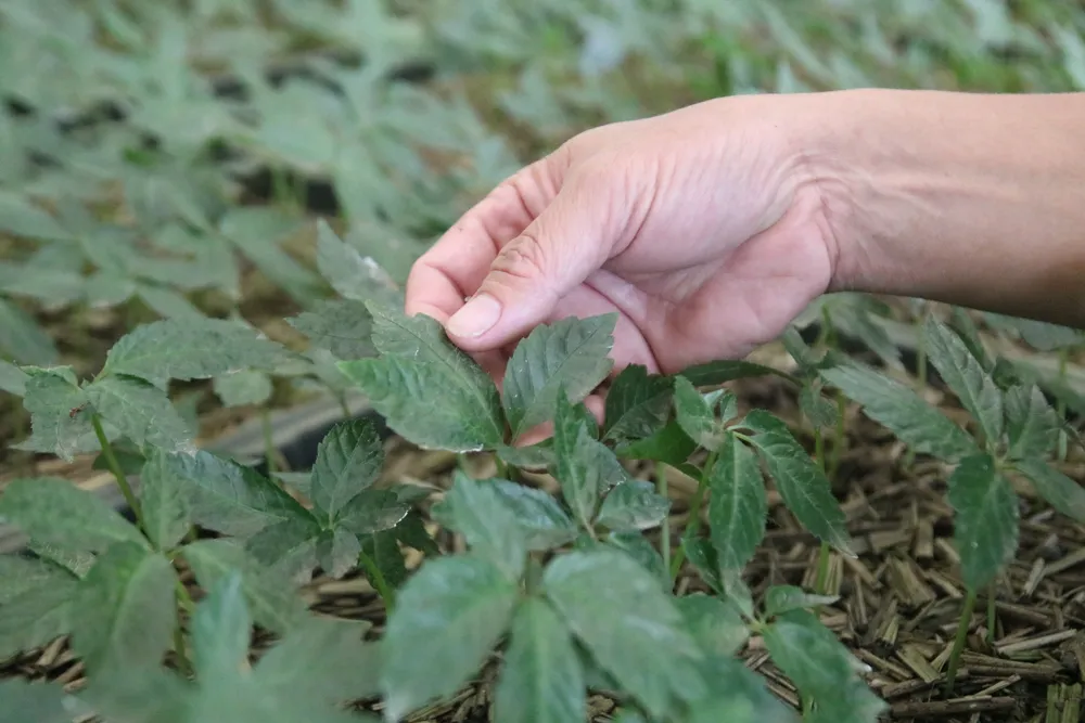 Mùa thu hoạch hạt sâm Ngọc Linh ảnh 15