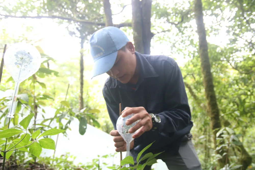 Mùa thu hoạch hạt sâm Ngọc Linh ảnh 10