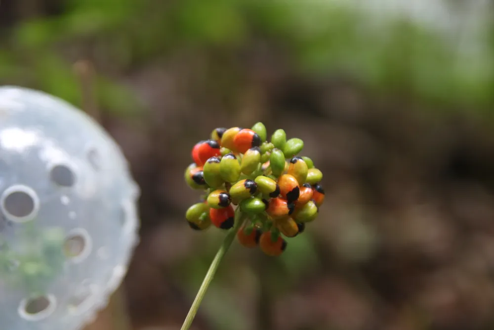 Mùa thu hoạch hạt sâm Ngọc Linh ảnh 1