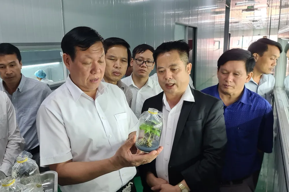 Quảng Nam sắp hình thành Trung tâm Công nghiệp dược liệu ảnh 3 Quảng Nam sắp hình thành Trung tâm Công nghiệp dược liệu ảnh 3