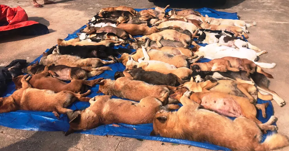 Bắt đối tượng lái ôtô đi trộm 38 con chó  ảnh 2