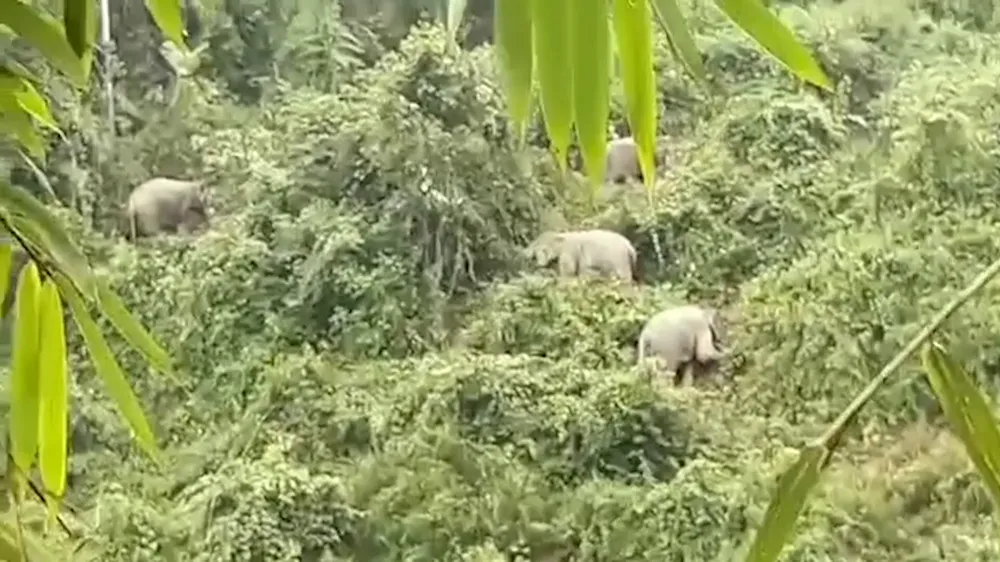 Đàn voi rừng tại Quảng Nam thường xuyên vào khu vực gần nhà dân thời gian gần đây