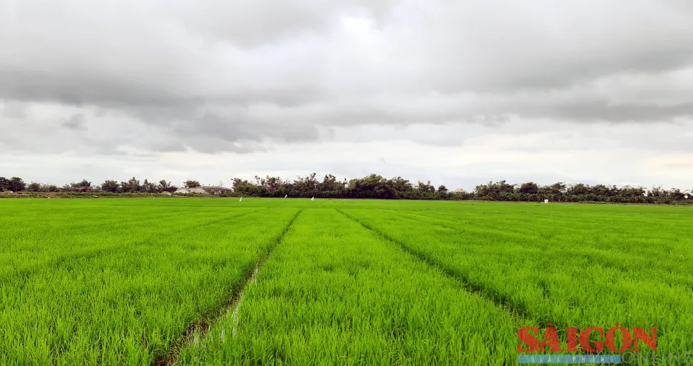 Gần 2.000ha lúa của nông dân thị xã Điện Bàn (tỉnh Quảng Nam) đang đứng trước nguy cơ mất mùa do thiếu nước tưới tiêu. Ảnh: NGUYỄN CƯỜNG Gần 2.000ha lúa của nông dân thị xã Điện Bàn (tỉnh Quảng Nam) đang đứng trước nguy cơ mất mùa do thiếu nước tưới tiêu. Ảnh: NGUYỄN CƯỜNG