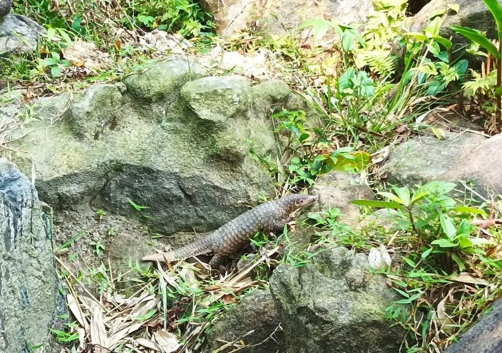 Tê tê được thả về môi trường tự nhiên sau khi tiếp nhận từ người dân Tê tê được thả về môi trường tự nhiên sau khi tiếp nhận từ người dân