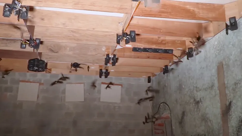 Nhiều nhà yến trong những năm đầu chỉ dẫn dụ được vài chục cặp chim yến đến làm tổ. Ảnh: NGUYỄN CƯỜNG Nhiều nhà yến trong những năm đầu chỉ dẫn dụ được vài chục cặp chim yến đến làm tổ. Ảnh: NGUYỄN CƯỜNG