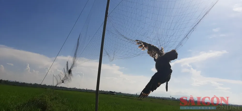 Những con chim dính bẫy nếu còn sống sẽ đưa đến các điểm bán chim phóng sanh, nếu chết thì vào nhà hàng, quán nhậu với mác "chim sẻ". Ảnh: NGUYỄN CƯỜNG Những con chim dính bẫy nếu còn sống sẽ đưa đến các điểm bán chim phóng sanh, nếu chết thì vào nhà hàng, quán nhậu với mác "chim sẻ". Ảnh: NGUYỄN CƯỜNG