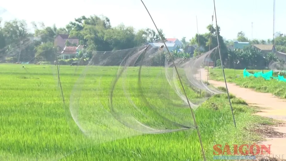 Loạt lưới tàng hình của các đối tượng giăng để săn bắt chim trời. Ảnh: NGUYỄN CƯỜNG Loạt lưới tàng hình của các đối tượng giăng để săn bắt chim trời. Ảnh: NGUYỄN CƯỜNG