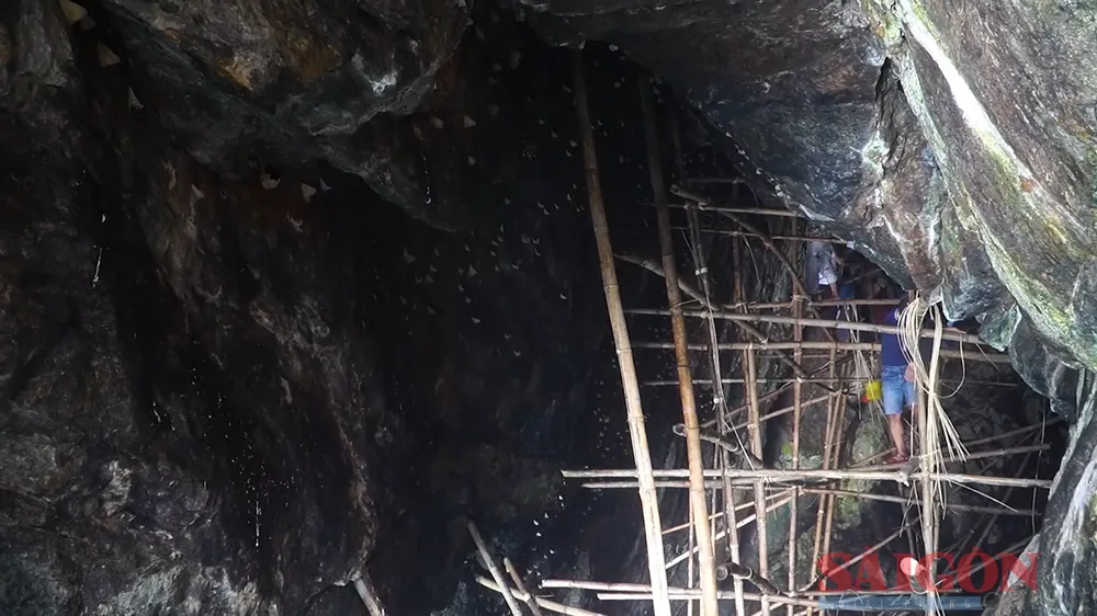 Lượng chim yến trên đảo Cù Lao Chàm những năm gần đây sụt giảm nghiêm trọng. Ảnh: NGUYỄN CƯỜNG Lượng chim yến trên đảo Cù Lao Chàm những năm gần đây sụt giảm nghiêm trọng. Ảnh: NGUYỄN CƯỜNG