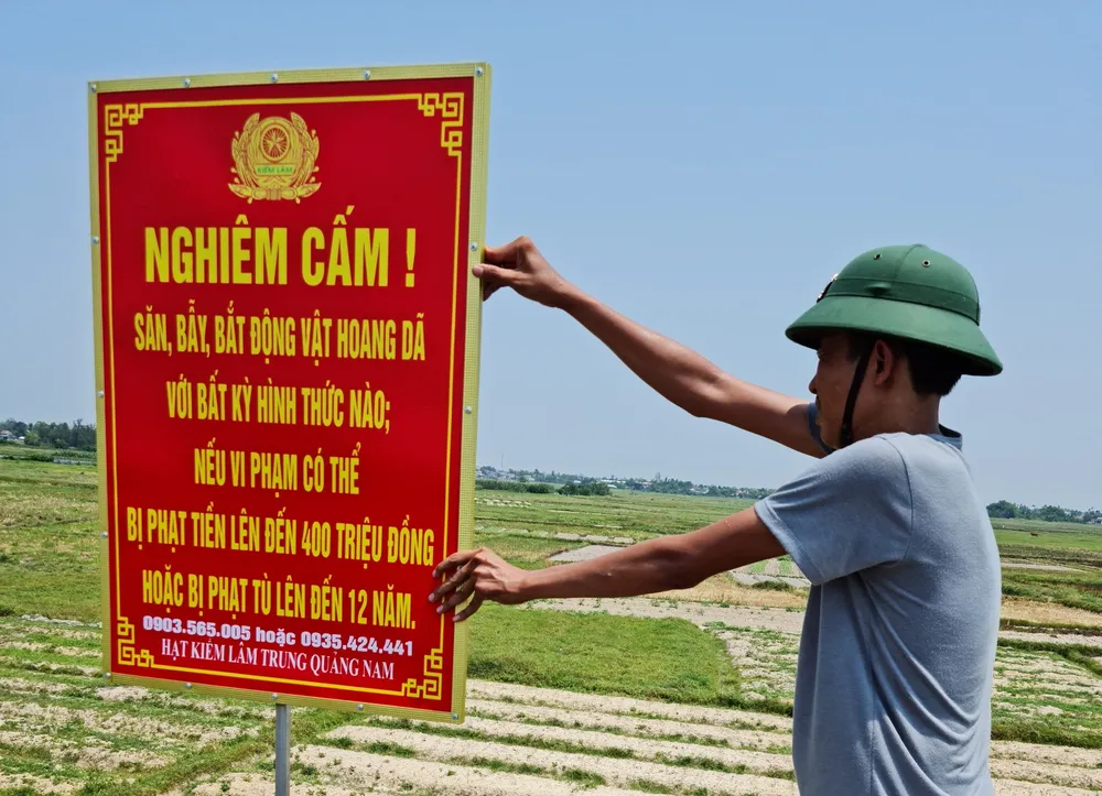 Hạt Kiểm lâm trung Quảng Nam cắm bảng tuyên truyền không săn bắt động vật hoang dã tại huyện Thăng Bình (Quảng Nam). Ảnh: NGUYỄN CƯỜNG Hạt Kiểm lâm trung Quảng Nam cắm bảng tuyên truyền không săn bắt động vật hoang dã tại huyện Thăng Bình (Quảng Nam). Ảnh: NGUYỄN CƯỜNG