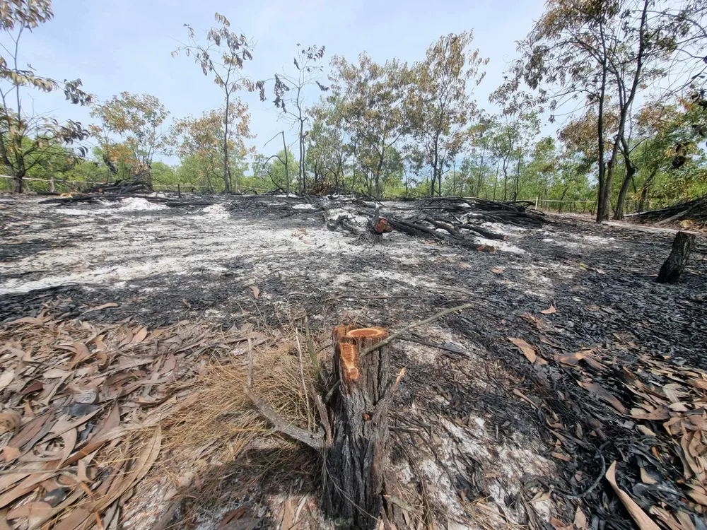 Những cây bị cưa được cho rằng chủ động cắt do cây khô chết đứng, cây ngã