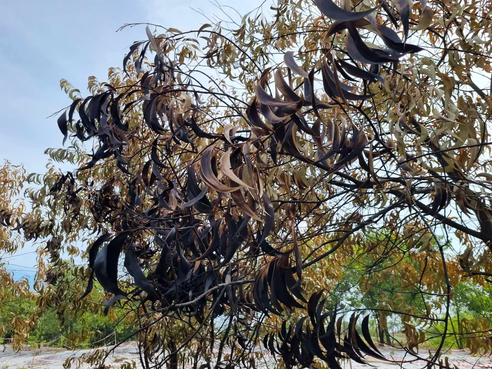 Chi cục Kiểm lâm Quảng Nam cho rằng một số lá, cành cây trong khu vực bị ảnh hưởng bởi nhiệt nên khô, héo có thể phục hồi