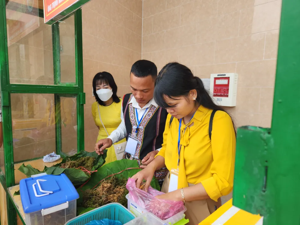 Tổ thẩm định sâm Ngọc Linh thực hiện công tác thẩm định vào sáng 1-8. Ảnh: NGUYỄN CƯỜNG Tổ thẩm định sâm Ngọc Linh thực hiện công tác thẩm định vào sáng 1-8. Ảnh: NGUYỄN CƯỜNG