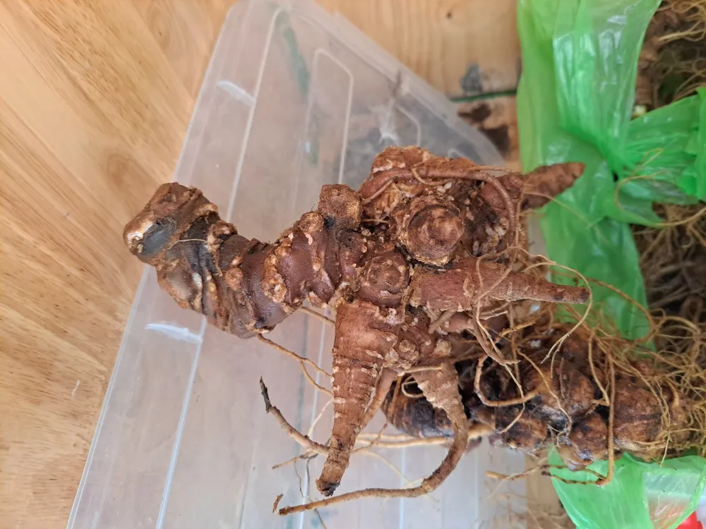 Một củ sâm Ngọc Linh nghi là sâm giả được phát hiện tại phiên chợ sâm Ngọc Linh của huyện Nam Trà My. Ảnh: BCTCC Một củ sâm Ngọc Linh nghi là sâm giả được phát hiện tại phiên chợ sâm Ngọc Linh của huyện Nam Trà My. Ảnh: BCTCC