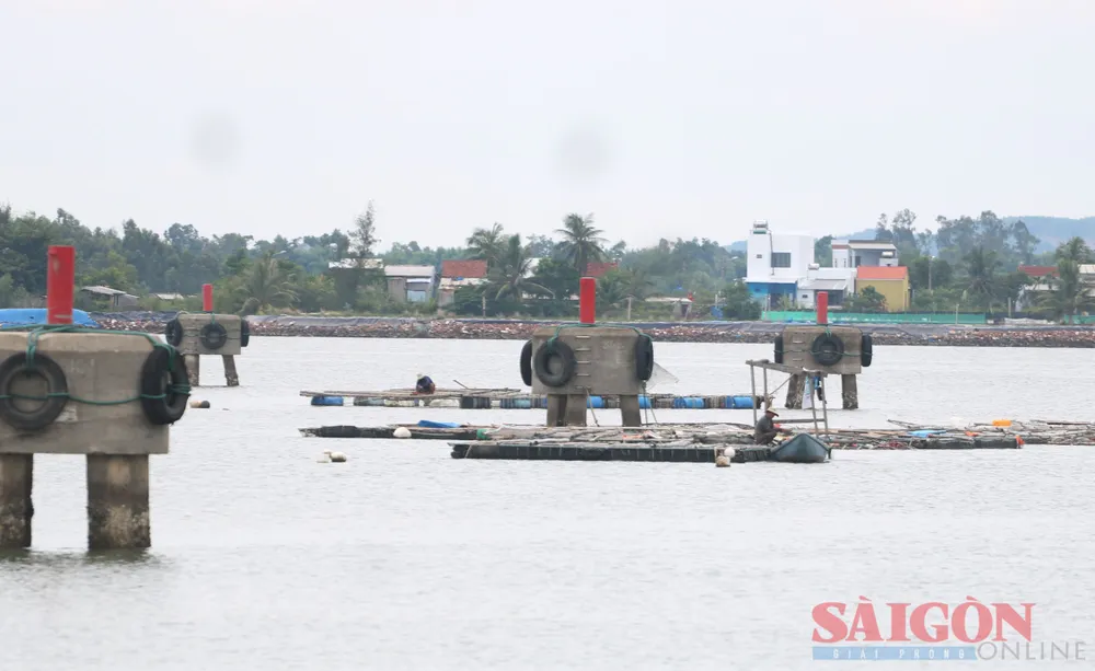 Địa phương đã nhiều lần vận động người dân đem lồng bè đến nơi quy hoạch nhưng không hiệu quả. Ảnh: NGUYỄN CƯỜNG