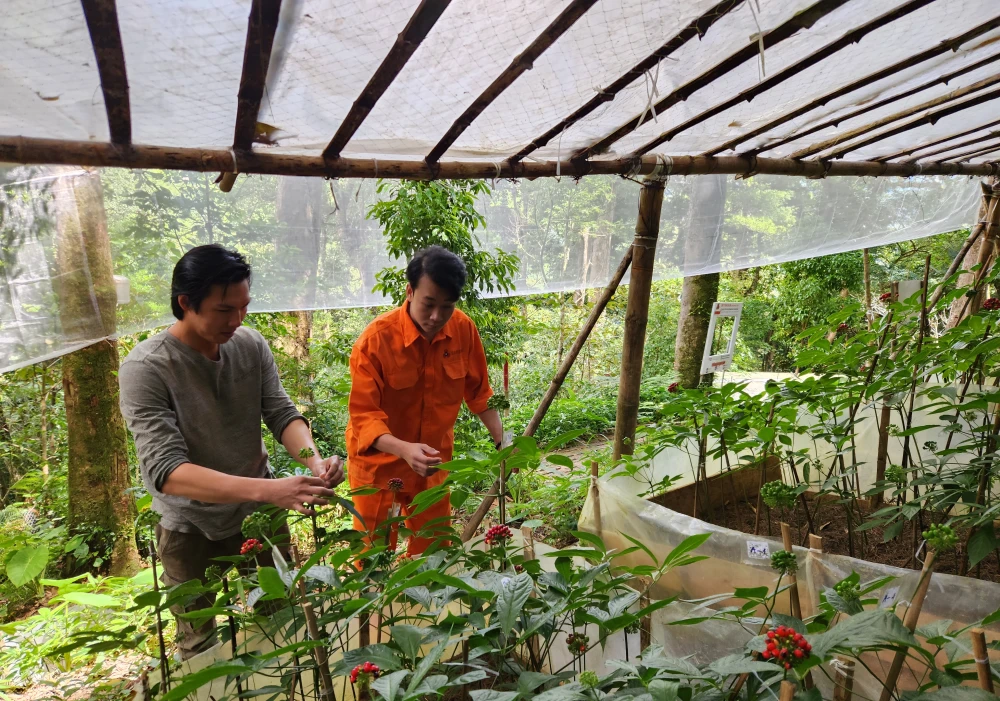 Quảng Nam sẽ hình thành trung tâm công nghiệp dược liệu mang tầm quốc gia (trong ảnh là mô hình trồng sâm Ngọc Linh theo quy mô công nghiệp)