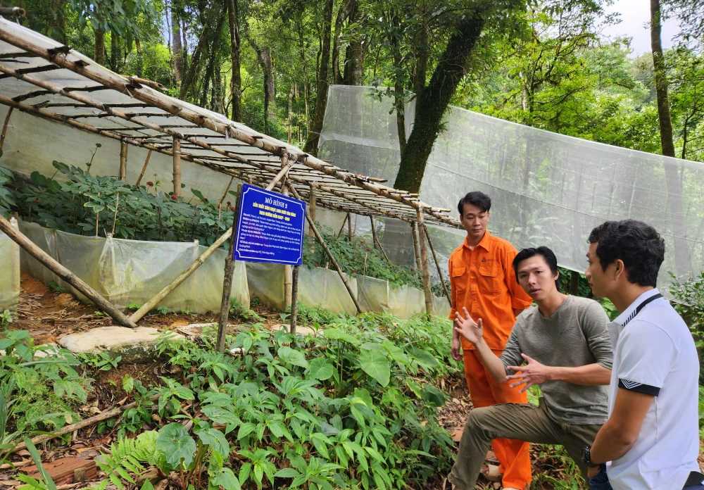 Mô hình nuôi trồng sâm Ngọc Linh theo quy mô công nghiệp tại tỉnh Quảng Nam vpdn-duoc-lieu-21-3480.jpg