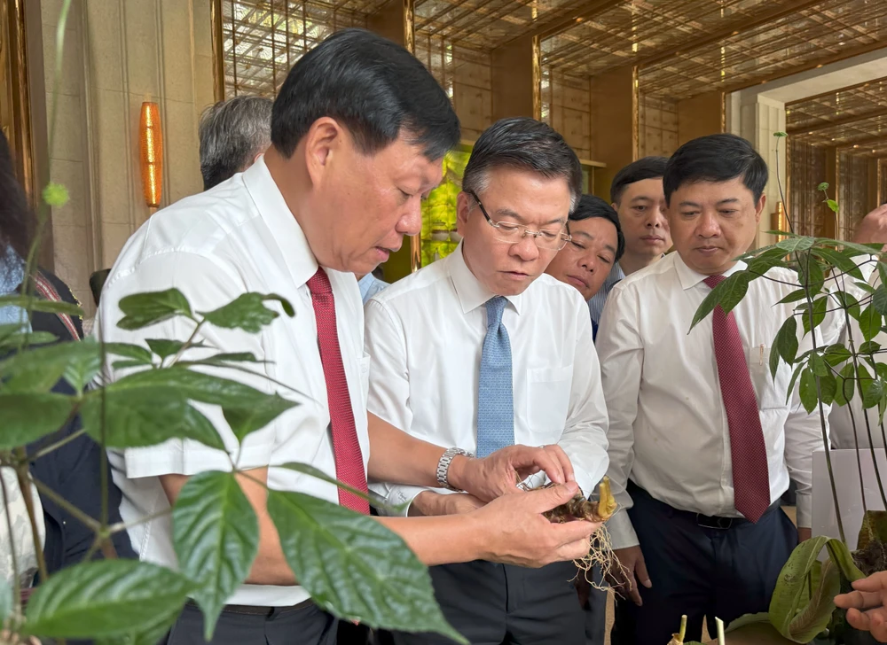 Phó Thủ tướng Lê Thành Long (giữa) nghe giới thiệu về sâm Ngọc Linh 10-5-hoi-nghi-sam-1.jpg