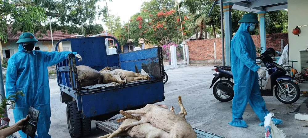 Trên địa bàn phường Quảng Phú đã bùng phát dịch tả heo châu Phi 16-7-Da-Nang-dich-ta-lon-cp-2.jpg