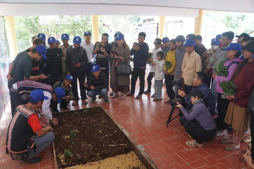 Guide households on techniques for planting and caring for Ngoc Linh ginseng 31-7-trao-sam-ngoc-linh-1.jpg
