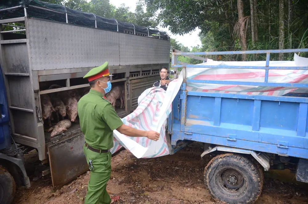 Số heo nói trên có 9 con, được ông M. mua tại xã Sơn Cẩm Hà, còn lại là từ nơi khác chuyển đến 23-10-xu-phat-chu-xe-cho-heo-2.jpg