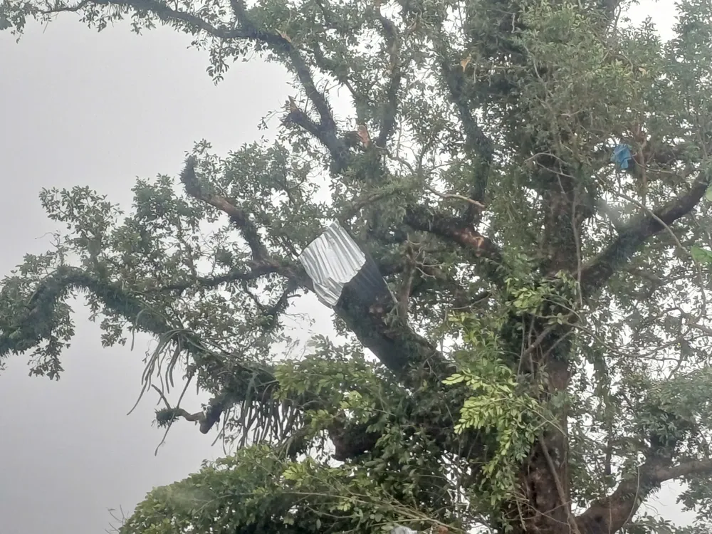 The corrugated iron roof was blown away by the wind and caught on a tall tree. 17-11-loc-xoay-Chien-Dan-.jpg