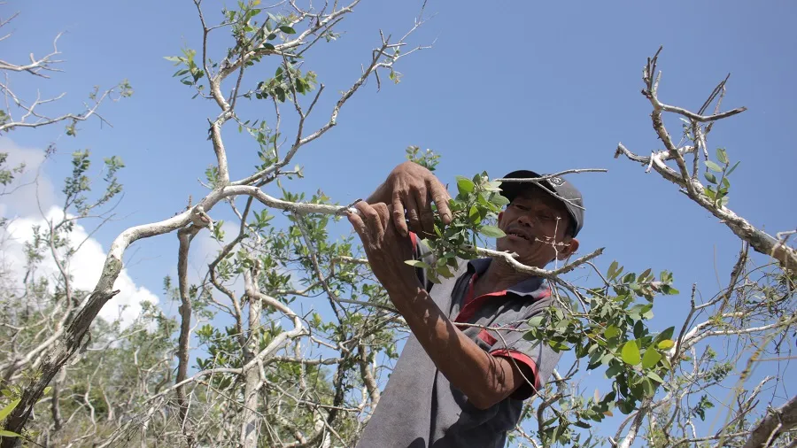 Vất vả nghề hái lá tràm gió ảnh 2 Vất vả nghề hái lá tràm gió ảnh 2