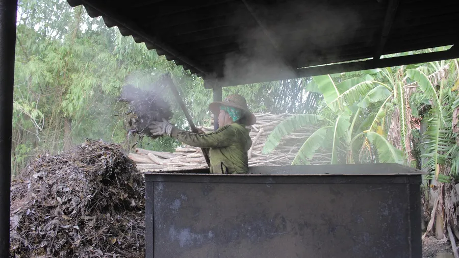 Vất vả nghề hái lá tràm gió ảnh 7 Vất vả nghề hái lá tràm gió ảnh 7