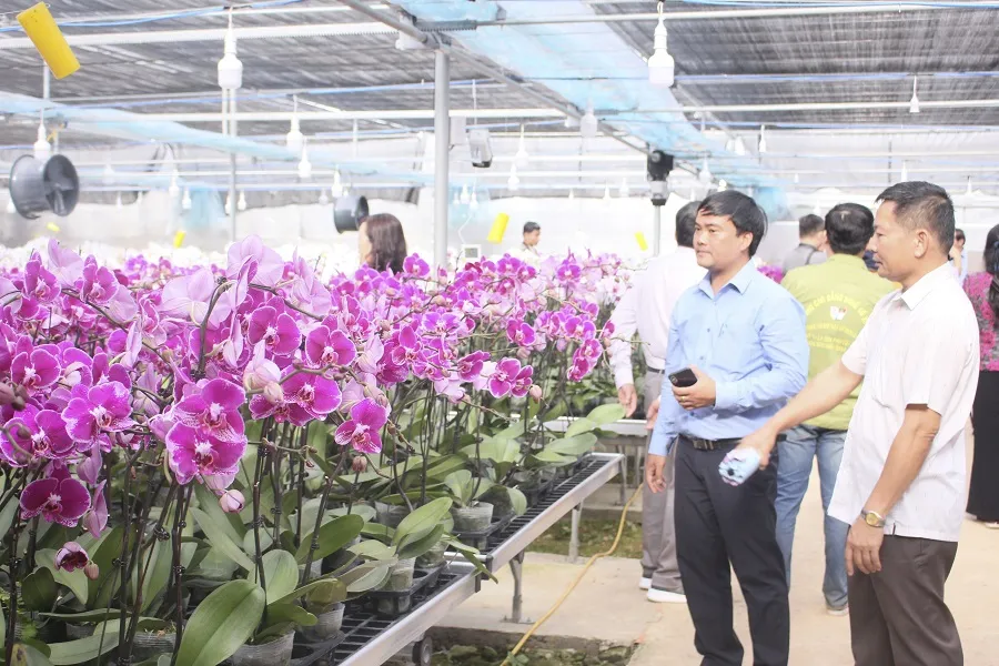 Sa Mù ngàn hoa khoe sắc ảnh 1