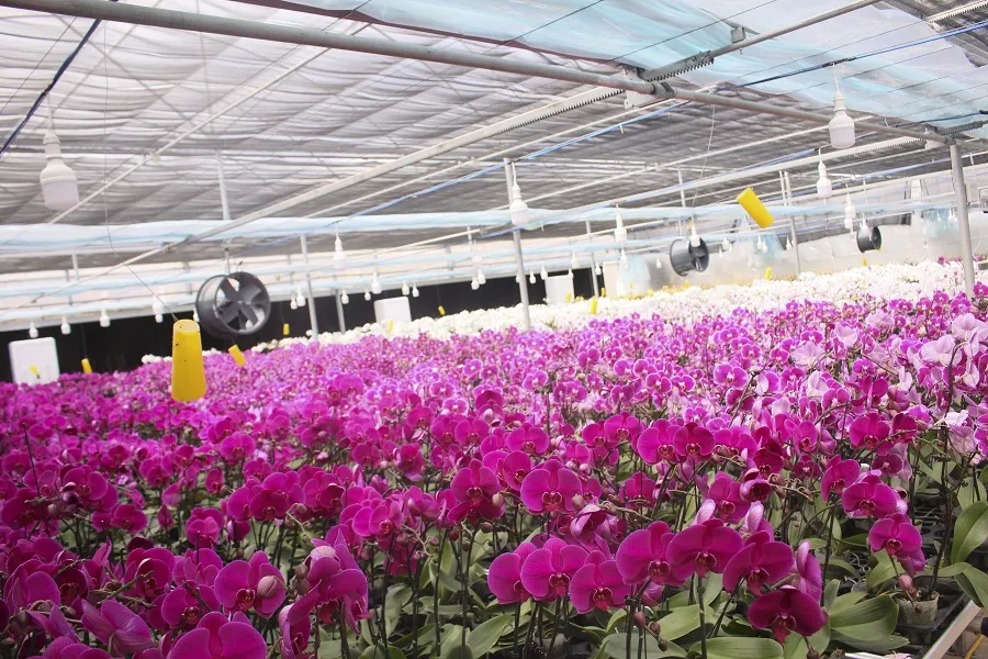 Sa Mù ngàn hoa khoe sắc ảnh 3