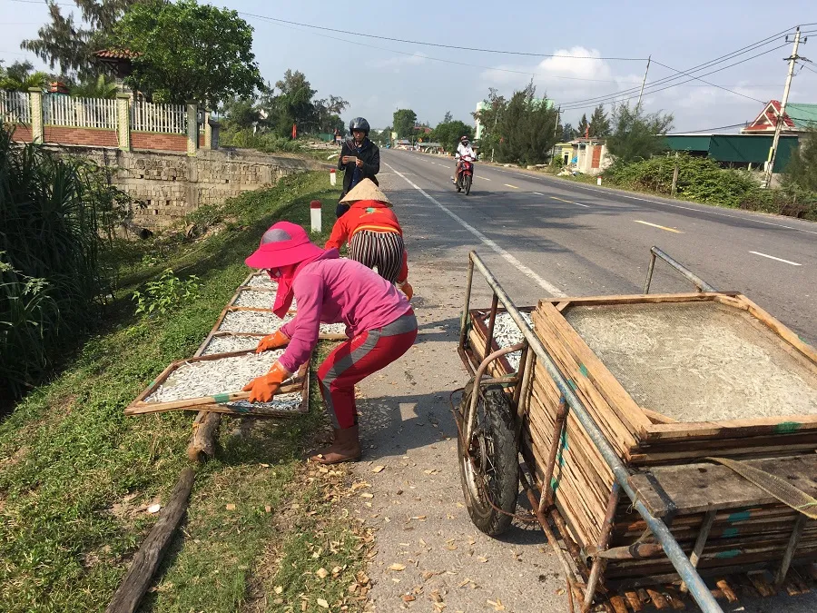 Ngư dân Quảng Trị được mùa cá cơm sau Tết Nguyên đán ảnh 8 Ngư dân Quảng Trị được mùa cá cơm sau Tết Nguyên đán ảnh 8