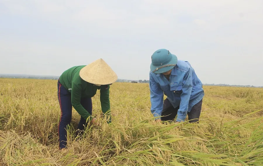 Tranh thủ nắng ráo nông dân tất bật thu hoạch lúa bị ngã đổ ảnh 3