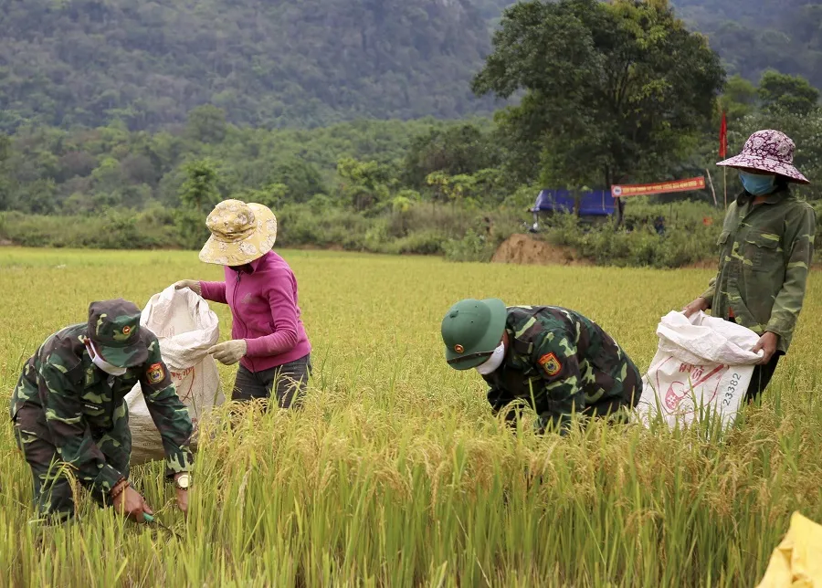 Tranh thủ nắng ráo nông dân tất bật thu hoạch lúa bị ngã đổ ảnh 5