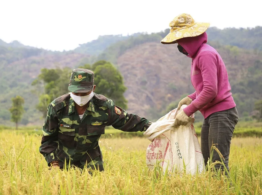 Tranh thủ nắng ráo nông dân tất bật thu hoạch lúa bị ngã đổ ảnh 6