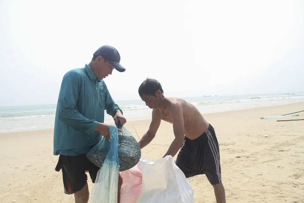 Ngư dân vùng bãi ngang Quảng Trị được mùa ốc ruốc ảnh 7