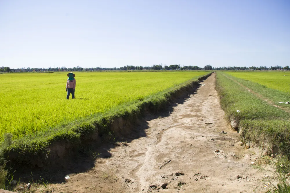 Quảng Trị: Đồng ruộng nứt nẻ, cây lúa héo khô ảnh 1 Quảng Trị: Đồng ruộng nứt nẻ, cây lúa héo khô ảnh 1
