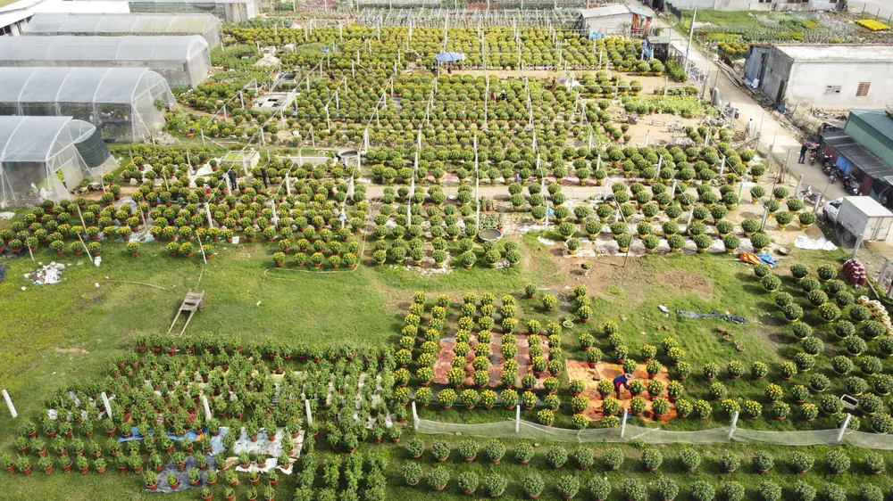Làng hoa An Lạc hối hả vào vụ tết ảnh 10