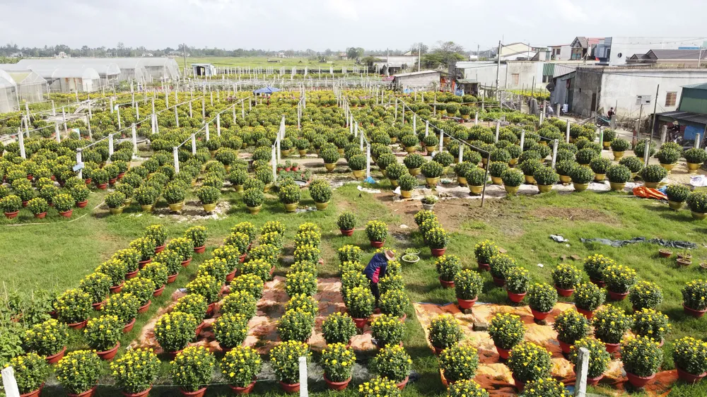 Làng hoa An Lạc hối hả vào vụ tết ảnh 2
