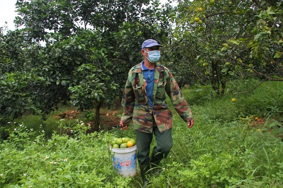 Nông dân Quảng Trị tìm đầu ra cho trái cam ảnh 3