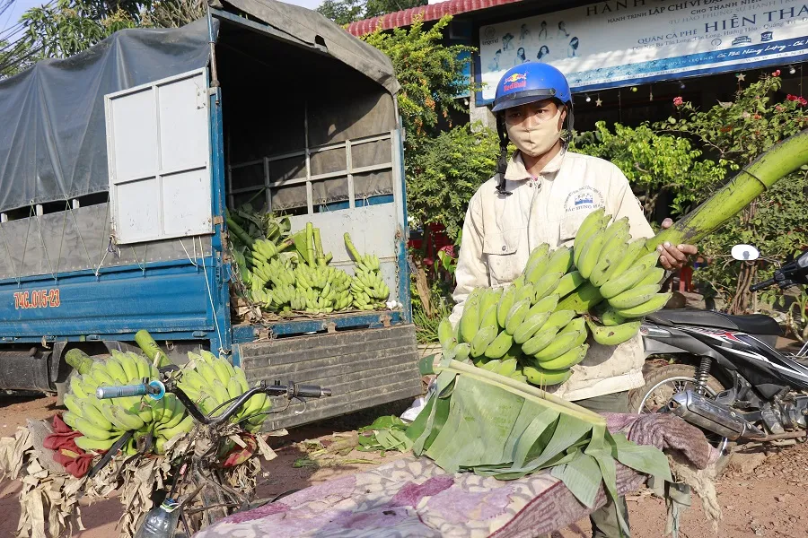 Nhộn nhịp phiên chợ chuối mật mốc ngày giáp tết ảnh 6
