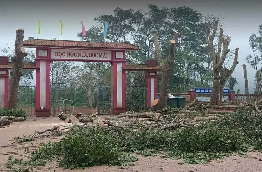 Quảng Trị: Nhiều cây xà cừ trong sân trường bị cắt trụi, cưa hạ ảnh 1