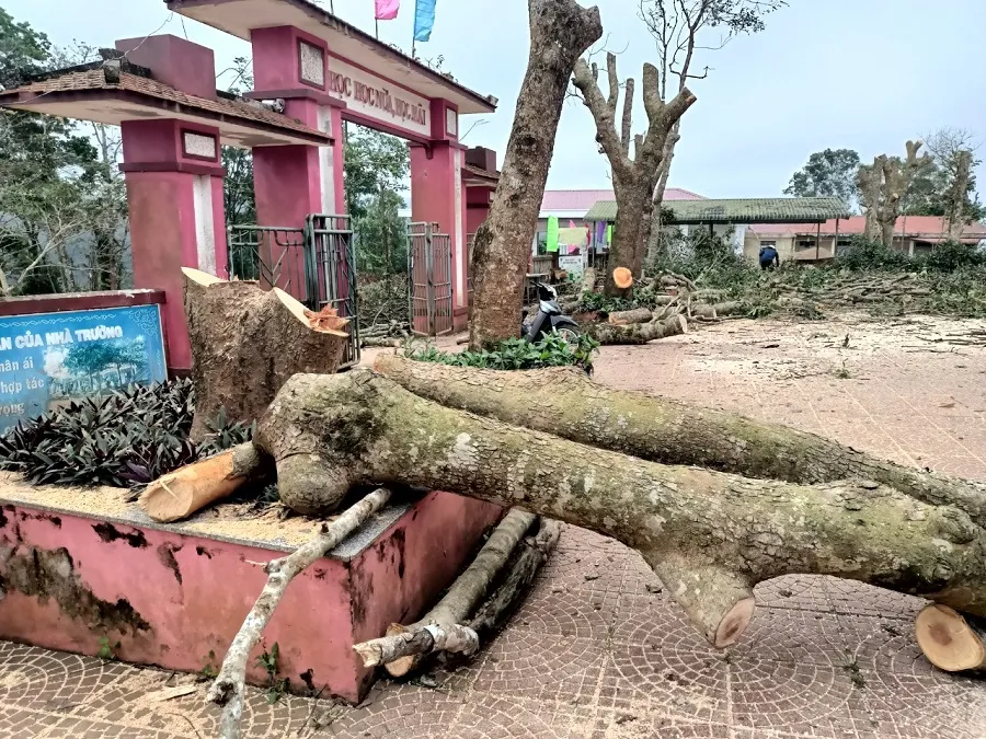Quảng Trị: Nhiều cây xà cừ trong sân trường bị cắt trụi, cưa hạ ảnh 2