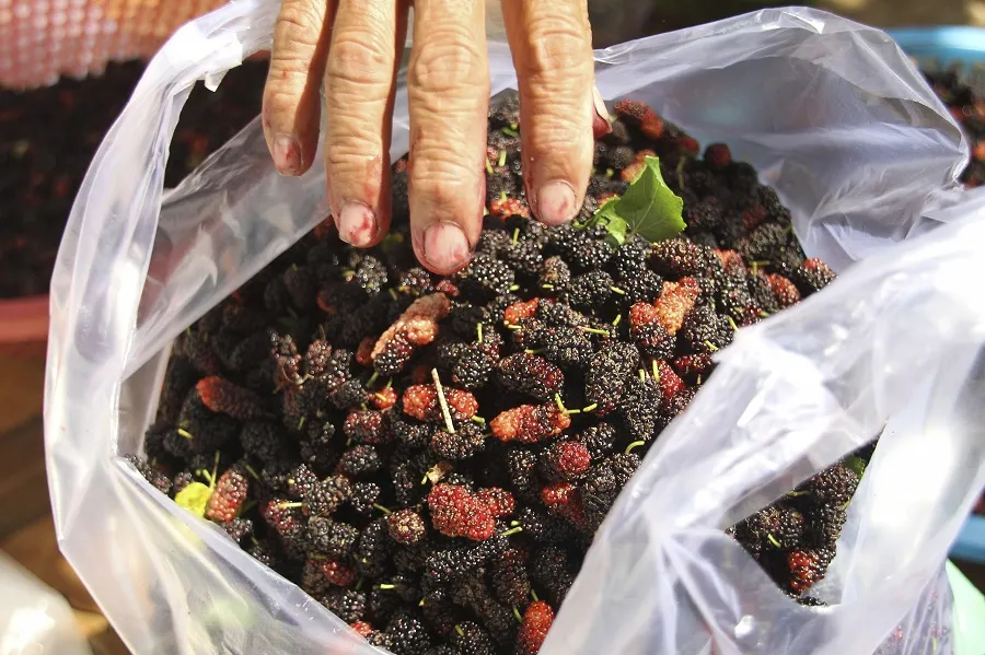 Trồng dâu tằm gắn với chế biến sản phẩm cho thu nhập cao ảnh 4