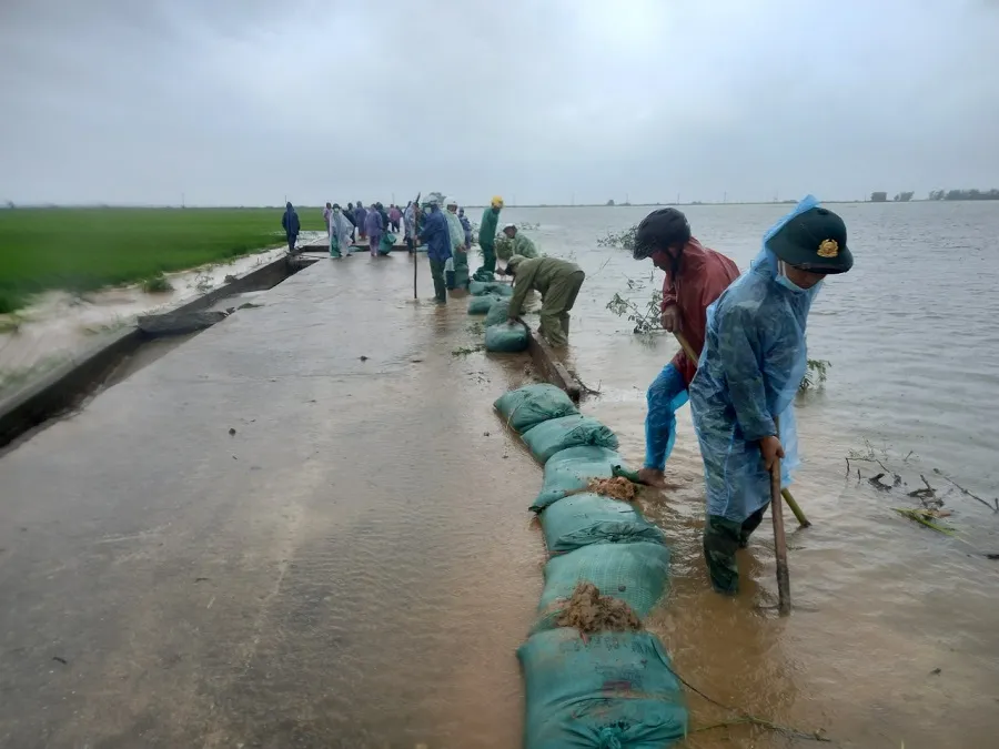 Miền Trung: Dầm mưa cứu lúa và hoa màu khỏi ngập úng ảnh 13