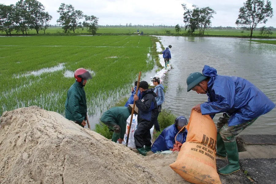 Miền Trung: Dầm mưa cứu lúa và hoa màu khỏi ngập úng ảnh 4